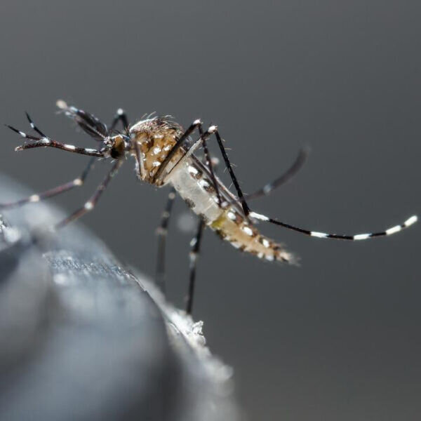 ProtectoMosquito image